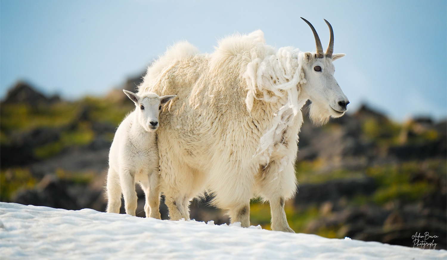 Rocky Mountain goat and baby goat in the snow